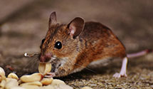 24 Hour & Emergency Exterminators in Dickinson, ND